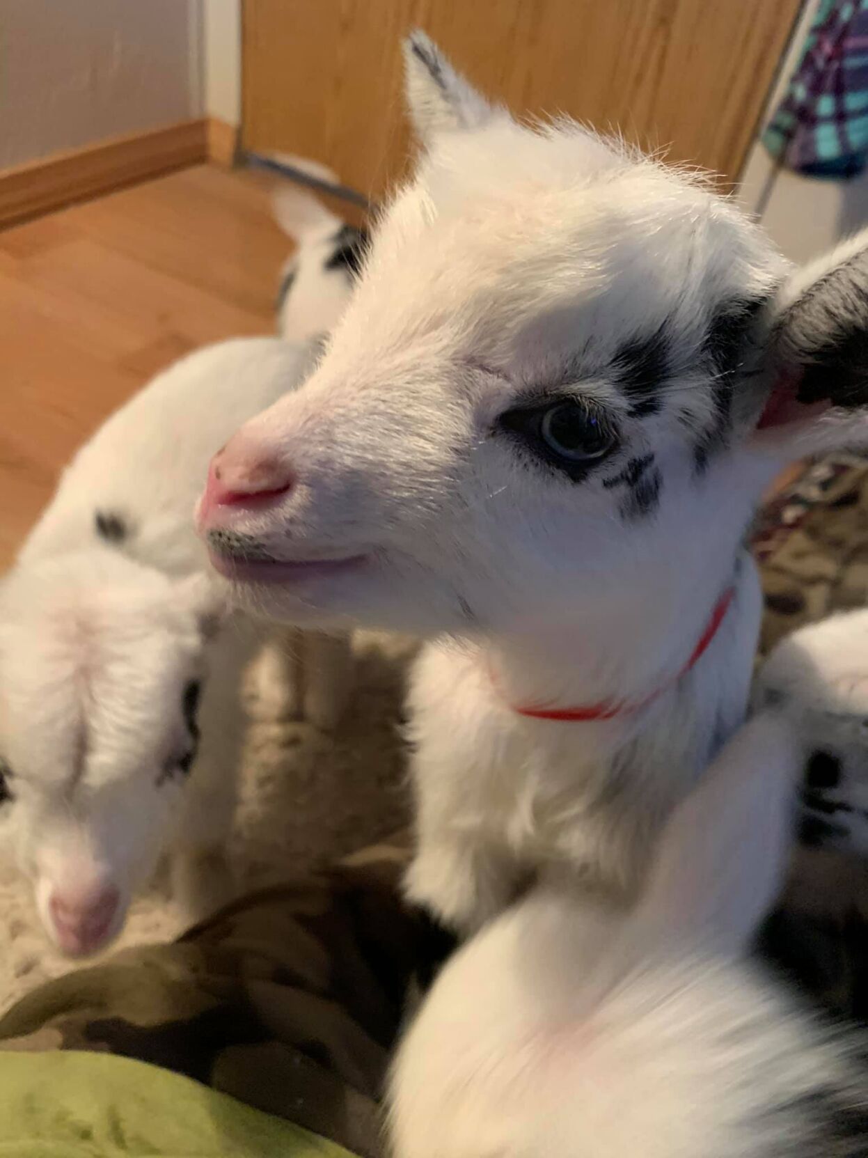 HoofsnHorns Farm Sanctuary